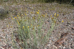 Porophyllum scoparium