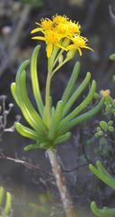 Senecio sarcoides