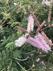 Mimosa dysocarpa