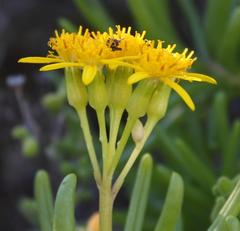 Senecio sarcoides