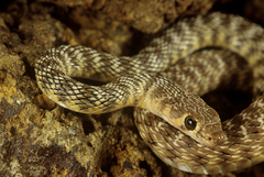 Platyceps rhodorachis