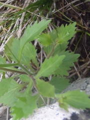 Lobelia pubescens incisa