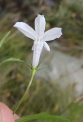 Lobelia pubescens incisa