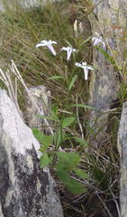 Lobelia pubescens incisa