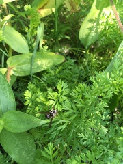 Dolichovespula maculata