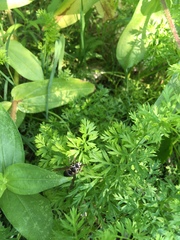 Dolichovespula maculata