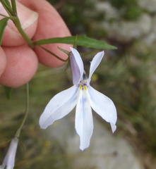 Lobelia pubescens incisa