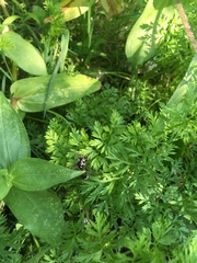 Dolichovespula maculata