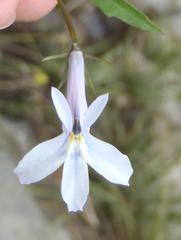 Lobelia pubescens incisa