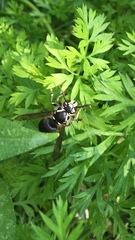 Dolichovespula maculata