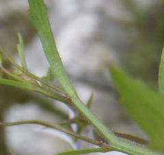 Lobelia pubescens incisa