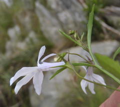 Lobelia pubescens incisa