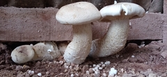 Macrocybe