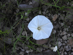 Ipomoea tenuiloba