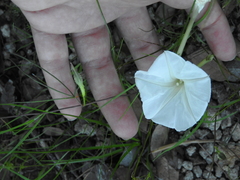 Ipomoea tenuiloba