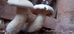 Macrocybe