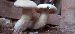 Macrocybe