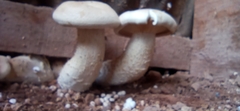 Macrocybe