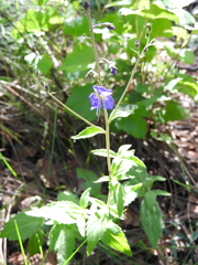 Veronica mexicana