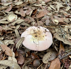 Russula hixsonii