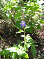 Veronica mexicana