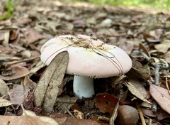 Russula hixsonii