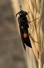 Stizoides renicinctus