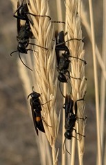 Stizoides renicinctus