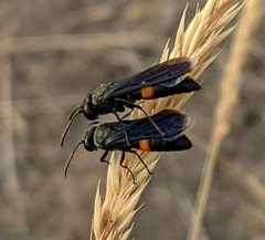 Stizoides renicinctus