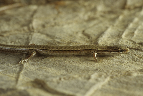 Rüppel's Snake-eyed skink