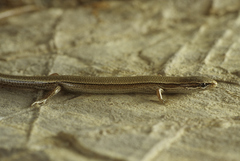 Ablepharus rueppellii festae