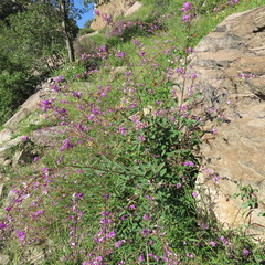 Desmodium cinerascens