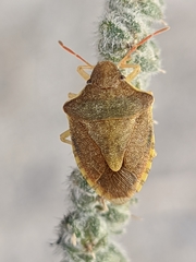 Peribalus strictus strictus