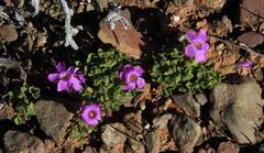 Oxalis imbricata violacea