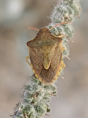 Peribalus strictus strictus