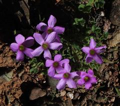 Oxalis imbricata violacea