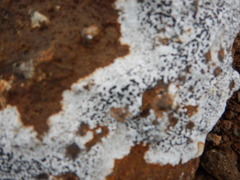 Lecanora marginata
