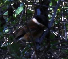 Batis capensis capensis