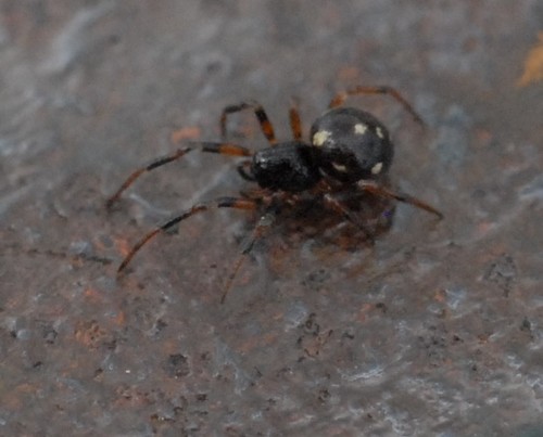 Crustulina guttata