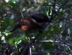 Batis capensis capensis