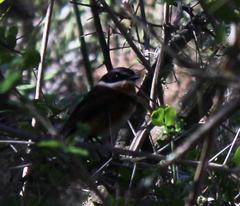 Batis capensis capensis