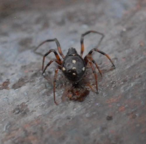 Crustulina guttata