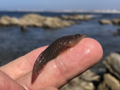 Lepadogaster lepadogaster
