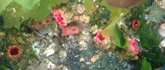 Pyura chilensis