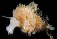 Trichotropis cancellata