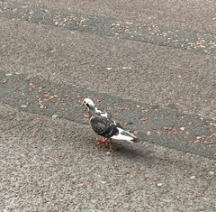 Columba livia domestica