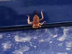 Leptoglossus occidentalis