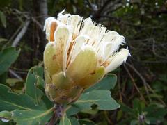 Protea mundii