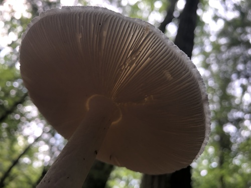 Capon Trail
