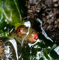 Pyura chilensis